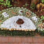 Thornhill welcome flowerbed
